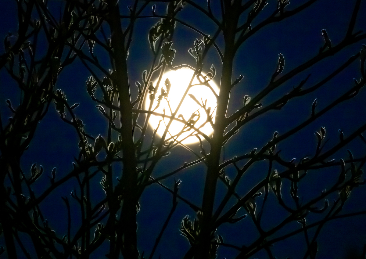 Moon Branch- Izumi Schmidt Uchida