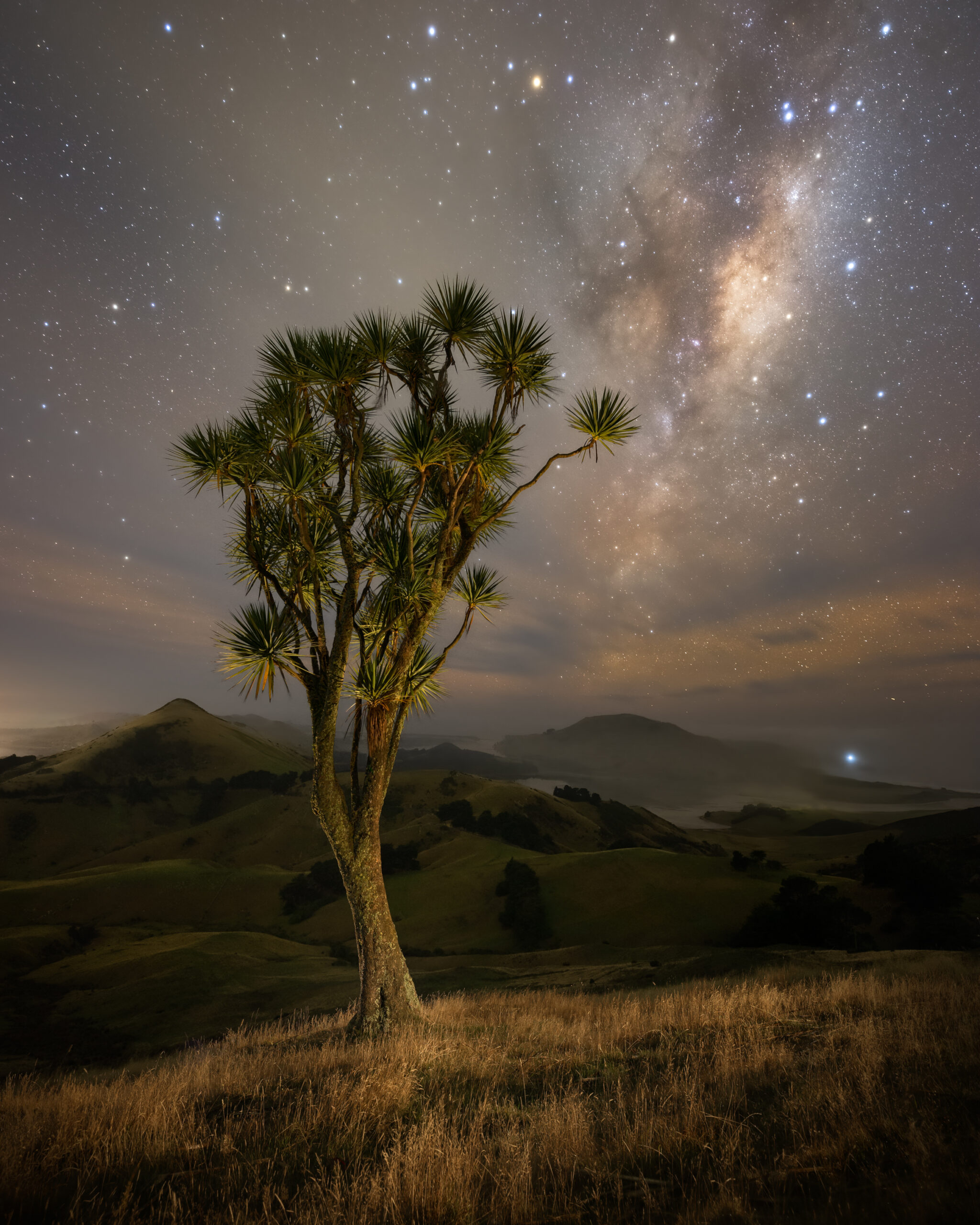 A lone cabbage tree on hillside on Otago Peninsular beatifully yet subtly lit with Milky Way dominating night sky in background above the peaks and bays of the Otago East coast and a solitary lighthouse.