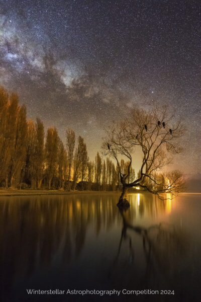 Tree in a lake with nesting shag backlit by milky way.